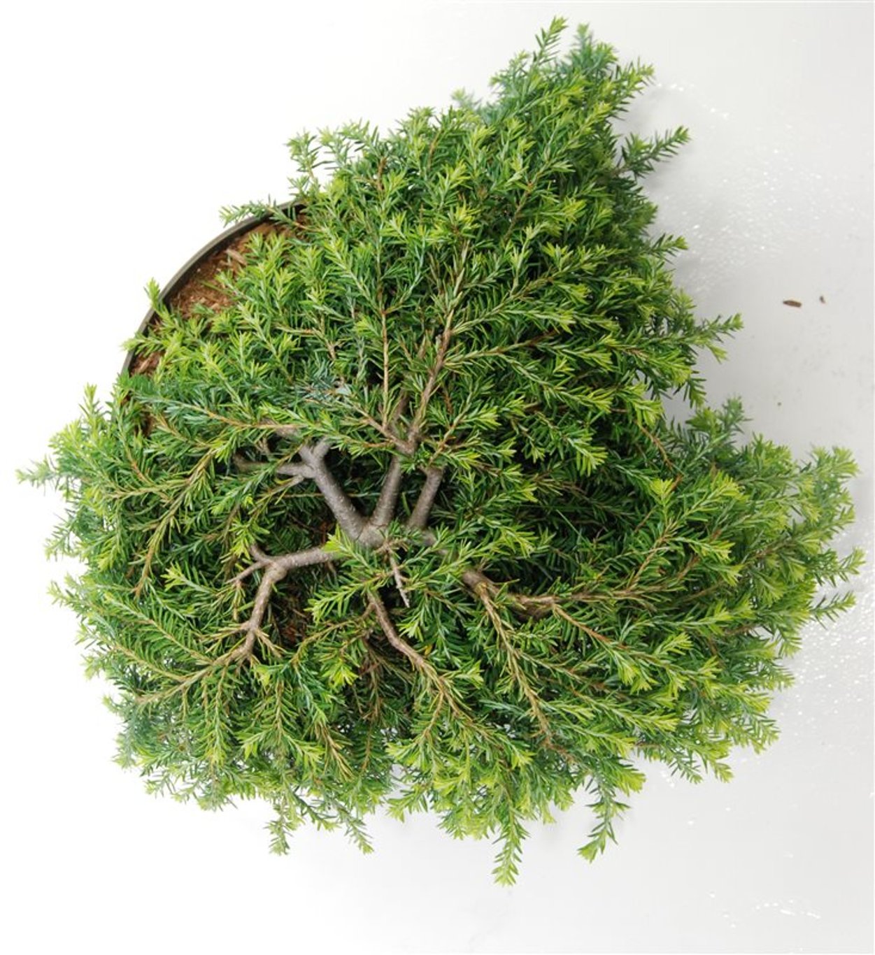 Tsuga can. 'Cole's Prostrate' - C7.5 30-40 CM